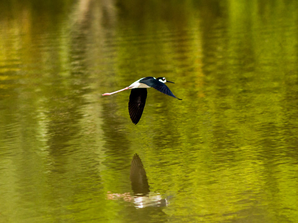 Avistamiento de Aves en Marayal y Paseo por el Río Meta